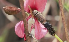 Acmaeodera ruficaudis