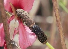 Acmaeodera ruficaudis