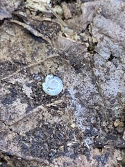 Pristiloma shepardae