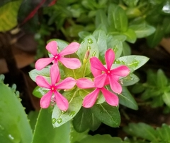 Catharanthus roseus