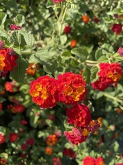 Lantana camara