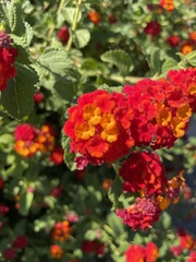 Lantana camara