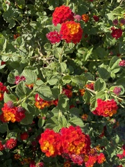 Lantana camara