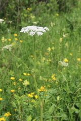 Selinum alatum