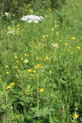 Selinum alatum