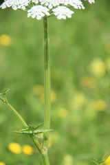 Selinum alatum
