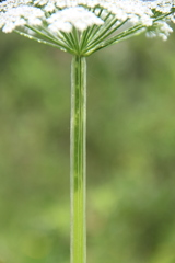 Selinum alatum