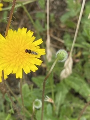 Allograpta hortensis