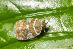 Lophopinae