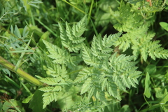 Selinum alatum