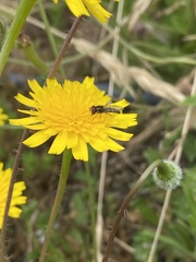 Allograpta hortensis