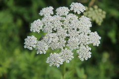 Selinum alatum