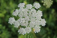 Selinum alatum