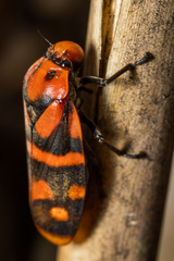Phymatostetha nangla