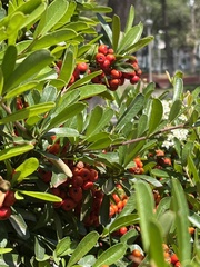 Pyracantha