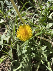 Taraxacum officinale