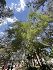 Jacaranda mimosifolia