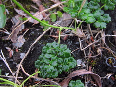 Thalictrum alpinum