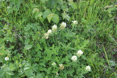Trifolium canescens