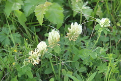 Trifolium canescens