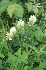Trifolium canescens