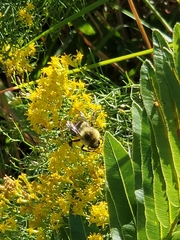 Bombus impatiens image