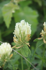 Trifolium canescens