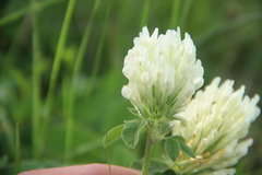 Trifolium canescens