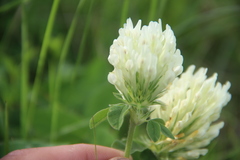 Trifolium canescens