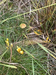 Clavulinopsis helvola