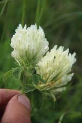 Trifolium canescens