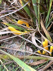 Clavulinopsis helvola