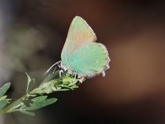 Callophrys dumetorum
