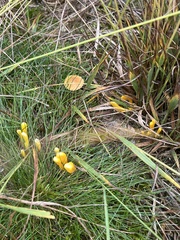 Clavulinopsis helvola