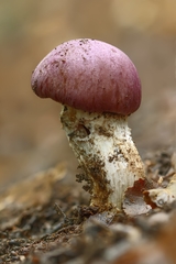 Cortinarius lebre