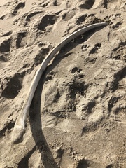 Eschrichtius robustus