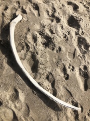 Eschrichtius robustus