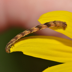 Eupithecia miserulata