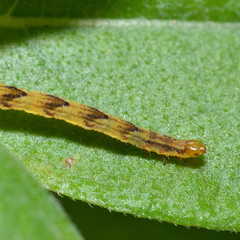 Eupithecia miserulata