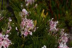Serruria