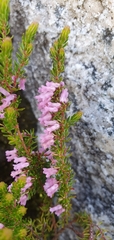 Erica intervallaris