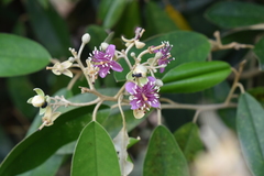 Quadrella odoratissima