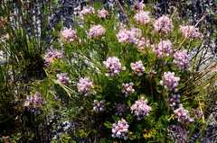 Serruria