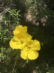 Oenothera berlandieri