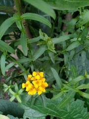 Tagetes lucida