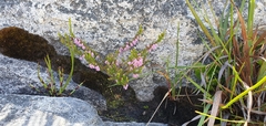 Erica intervallaris