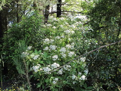 Brachyglottis hectorii