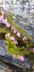 Erica intervallaris
