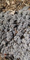 Eriogonum kennedyi