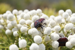 Trichostetha capensis capensis